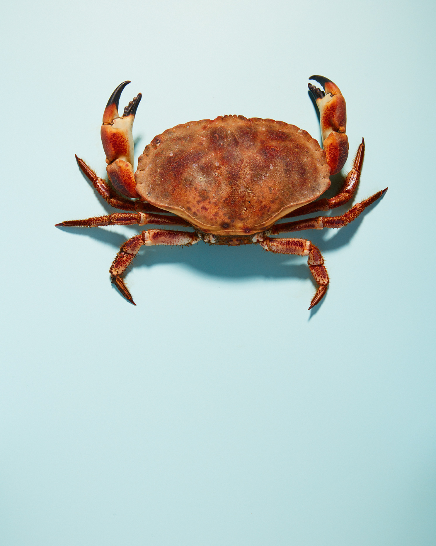 still life photographer: irish brown crab