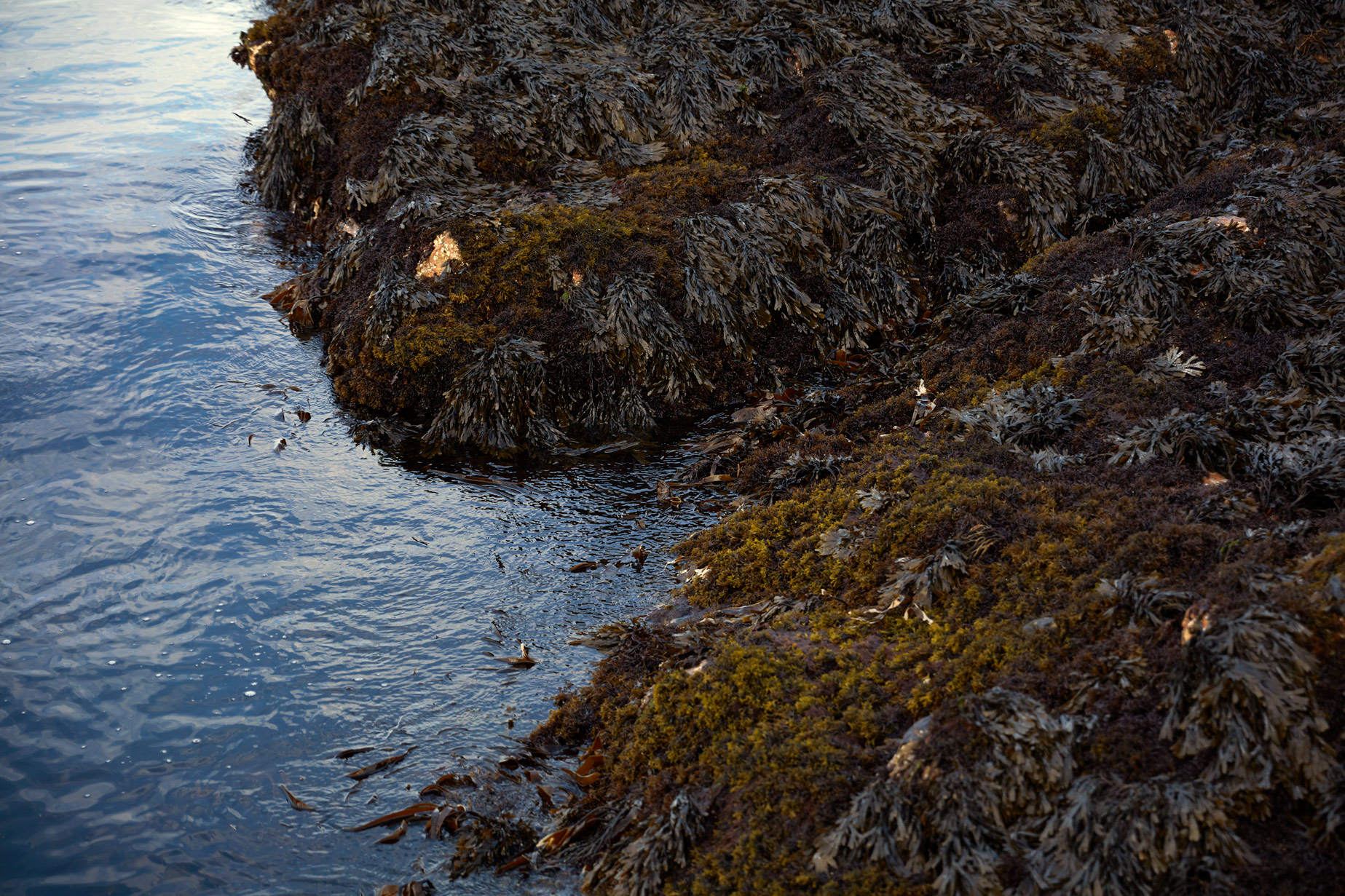 visual narrative photography: seaweed clings to rocks