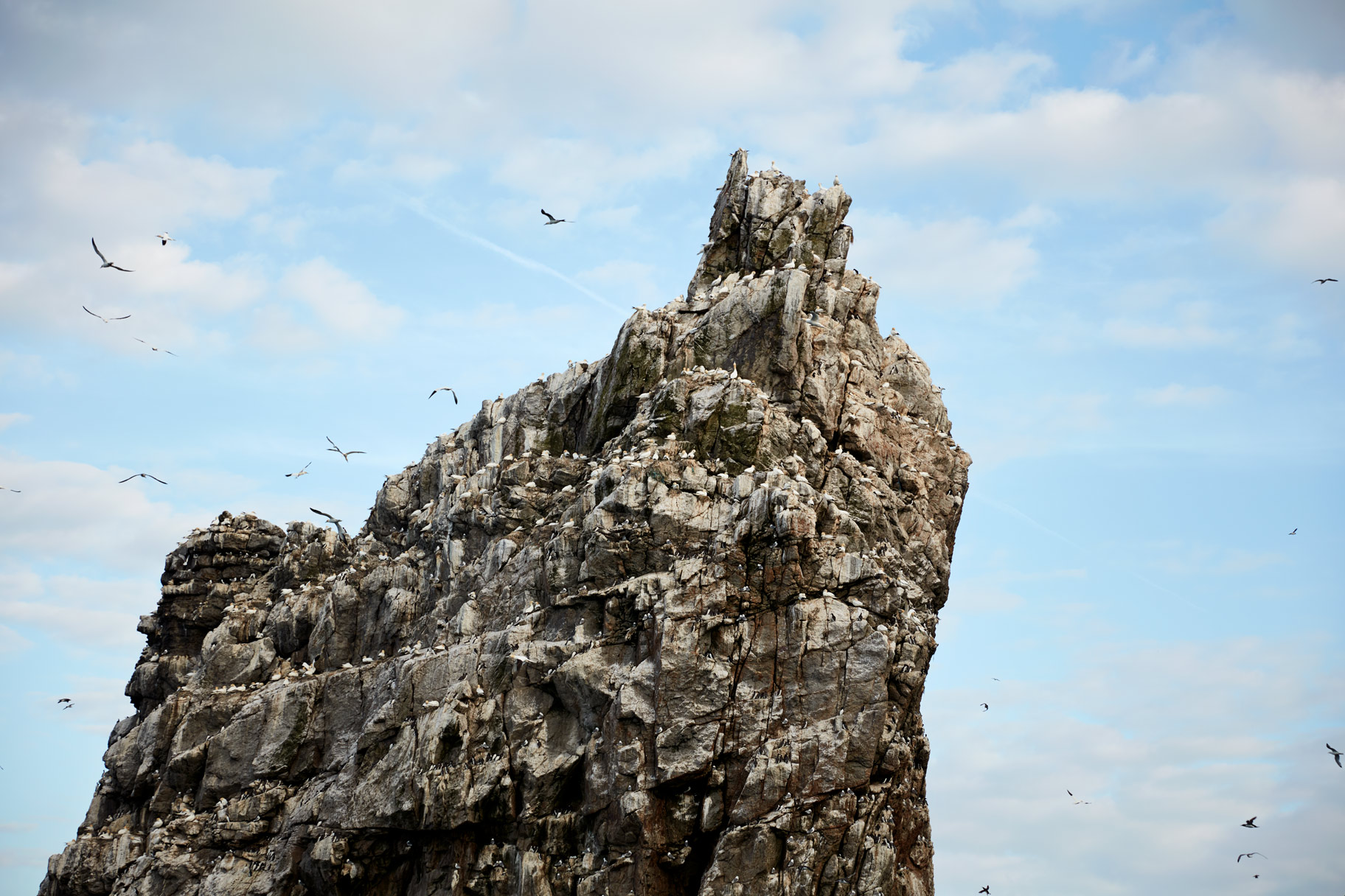 visual narrative photography: rocky outcrop with  nesting birds on Ireland