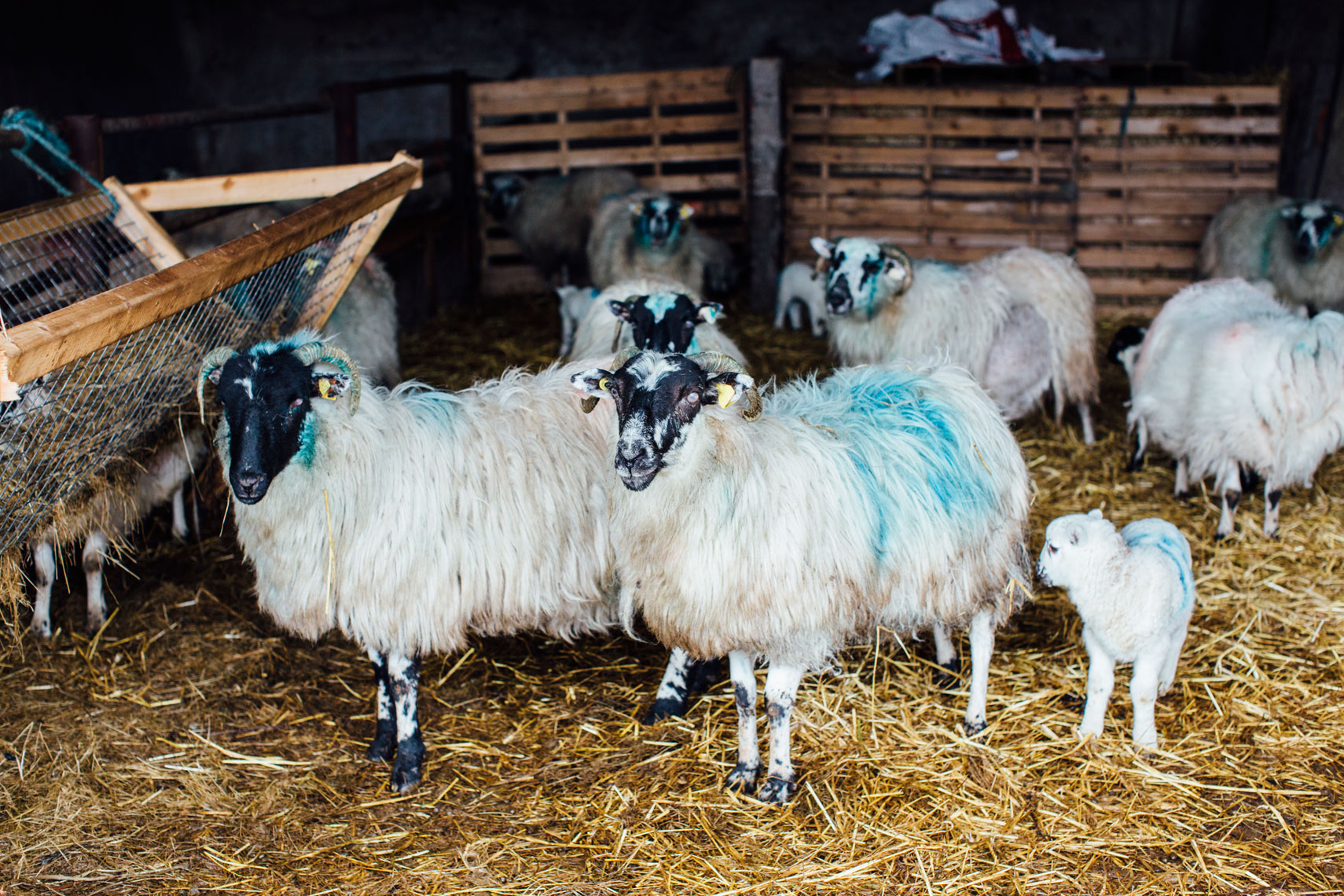 storytelling photographers: sheep and lambs gather for feeding