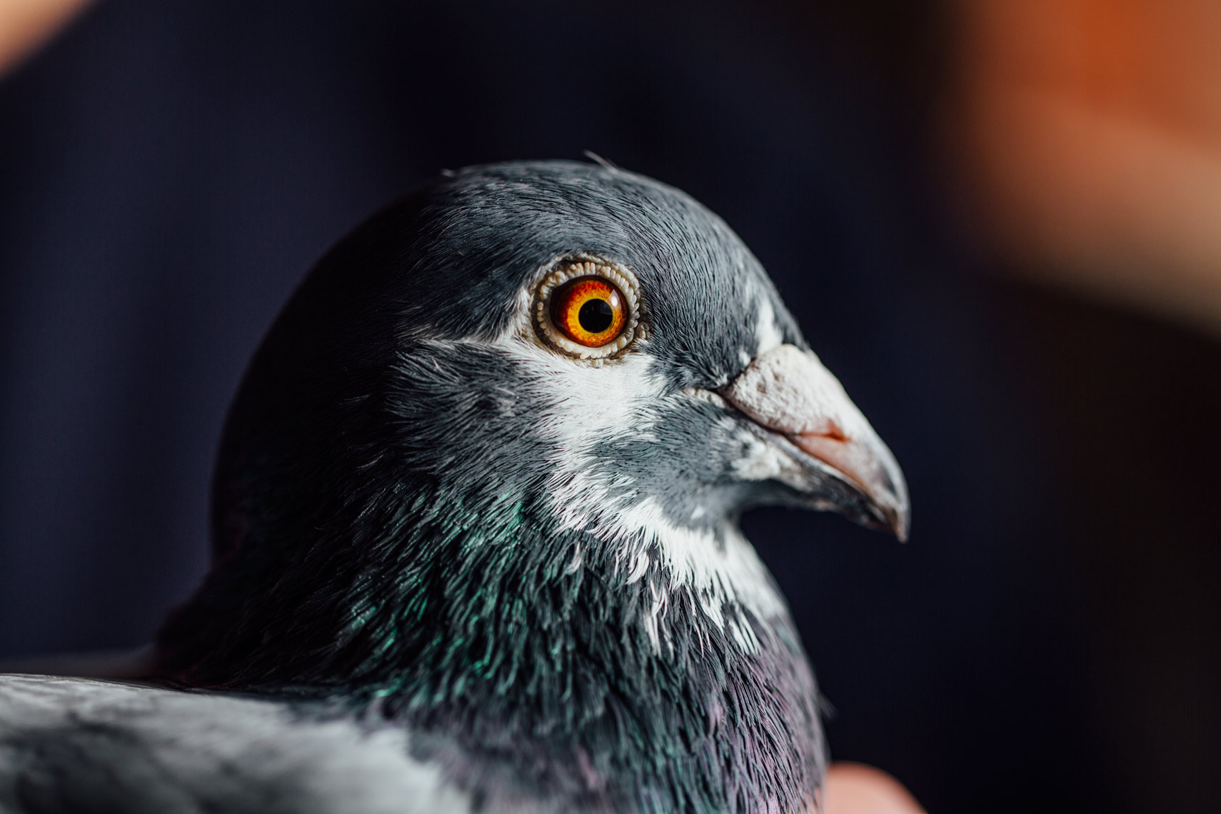 story photography: the types of pigeons
