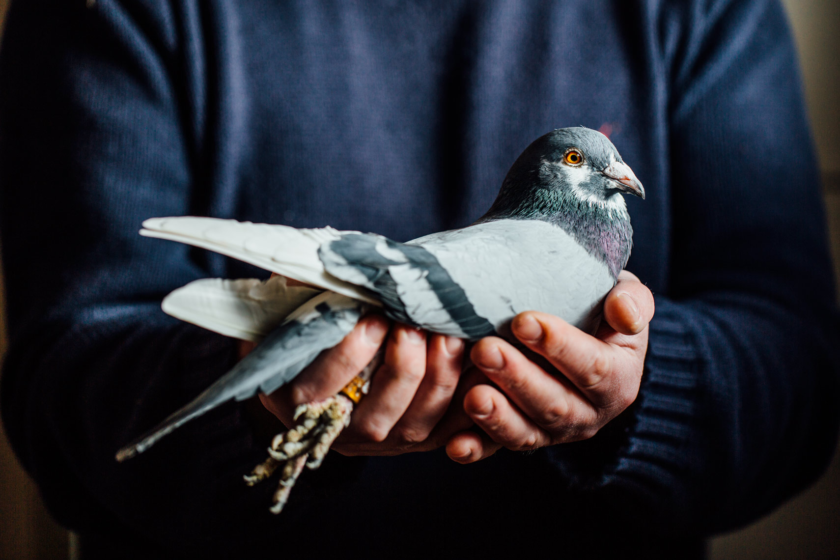 visual narrative photography: the life of an irish pigeon breeder