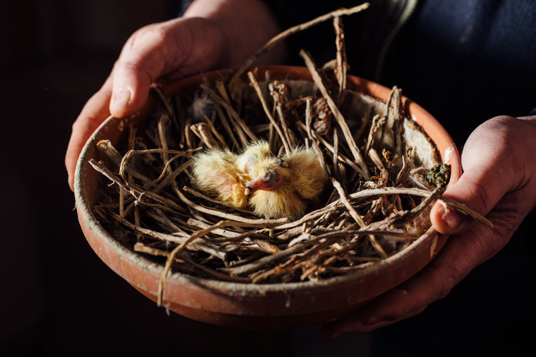 story photography: a nest with pigeon