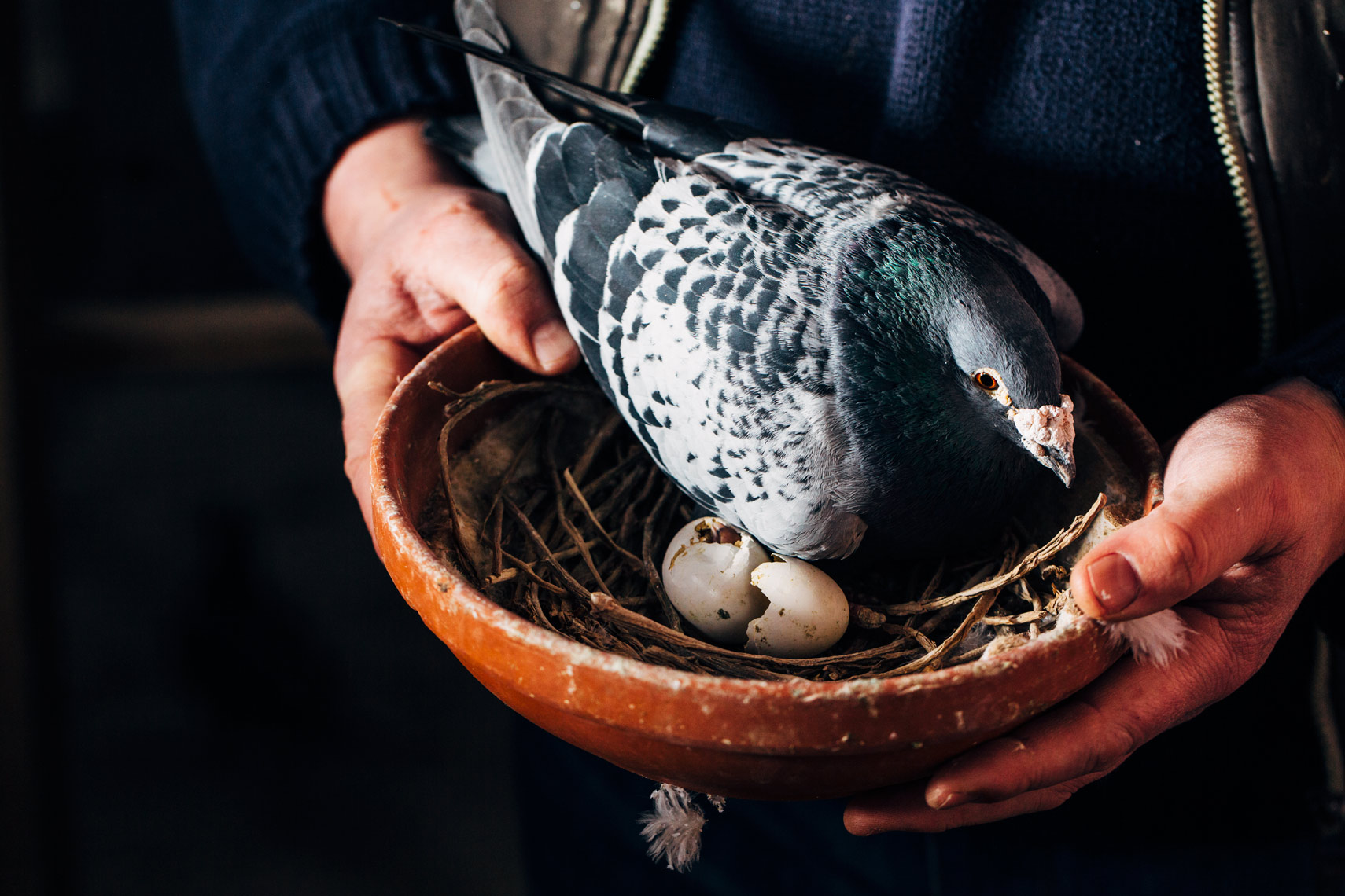 story photography: breeding pigeons in ireland