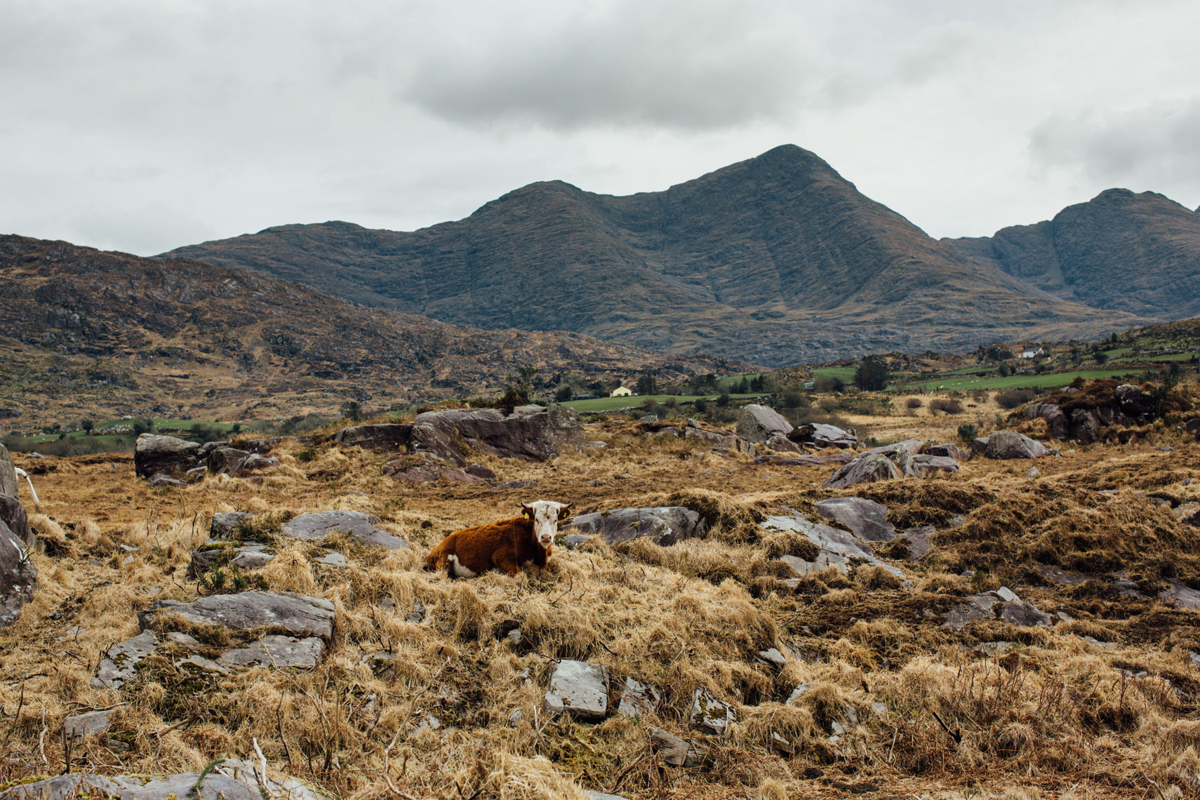 storytelling photographers: farming in the beautiful kerry countryside