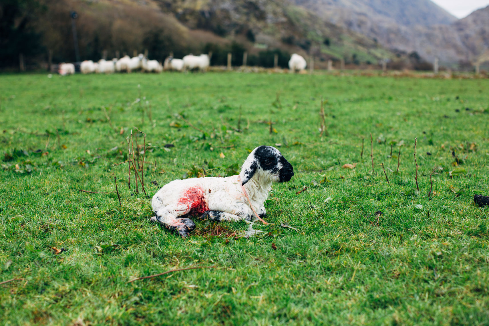a sequence of photos that tell a story: a life sheep farming in ireland