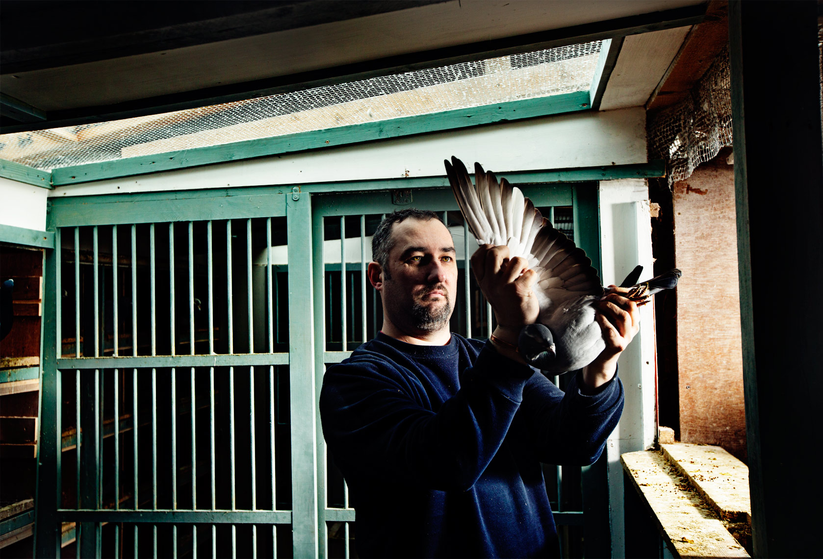story photography: pigeon fancier inspecting his pigeon