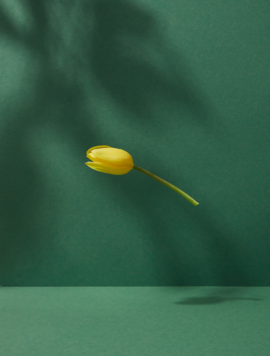 creative still life photography: a yellow tulip